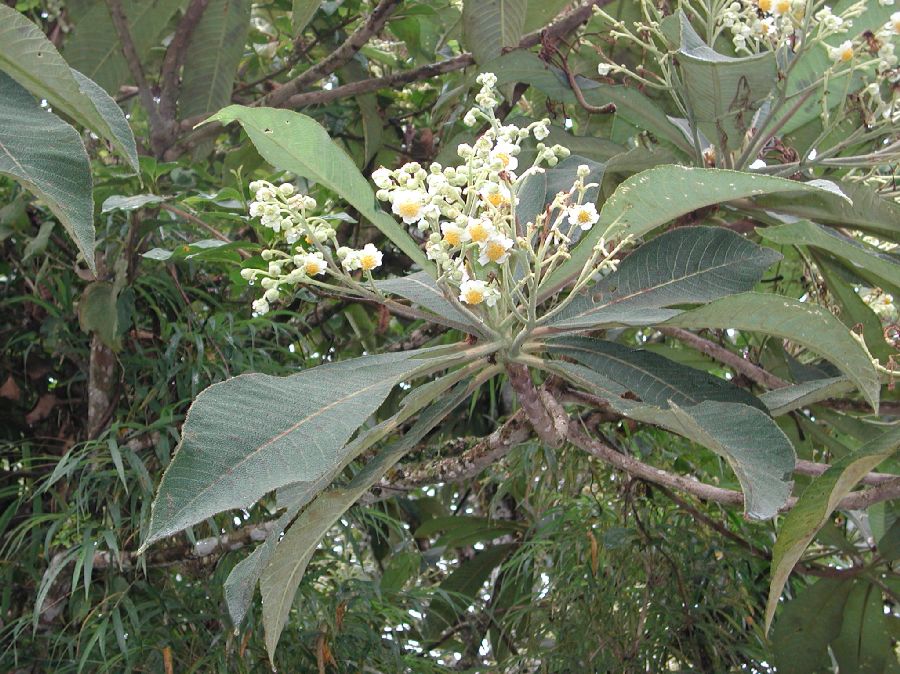 Actinidiaceae Saurauia 