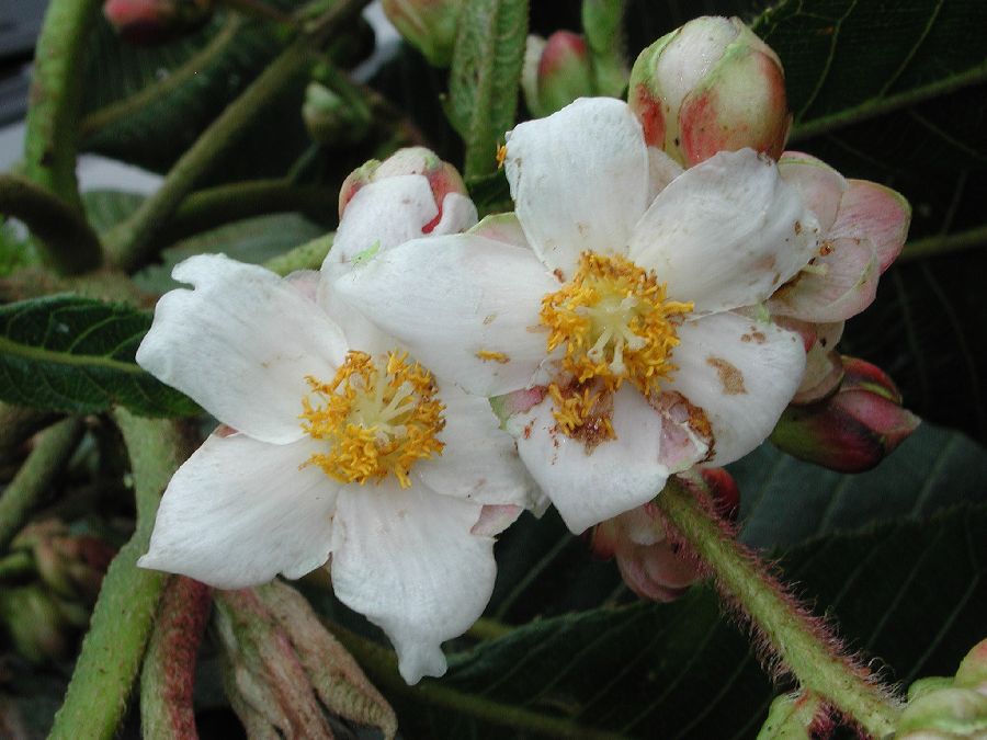 Actinidiaceae Saurauia 