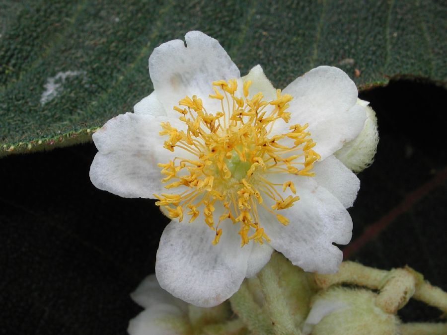 Actinidiaceae Saurauia 