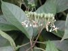 image of Solanum 