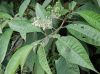 image of Solanum verecundum