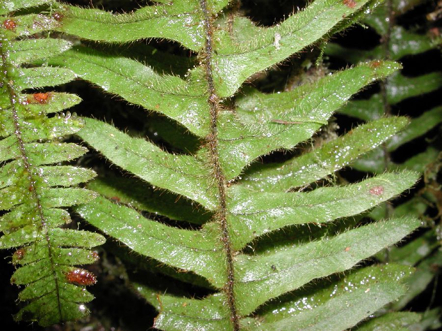 Grammitidaceae Terpsichore lanigera