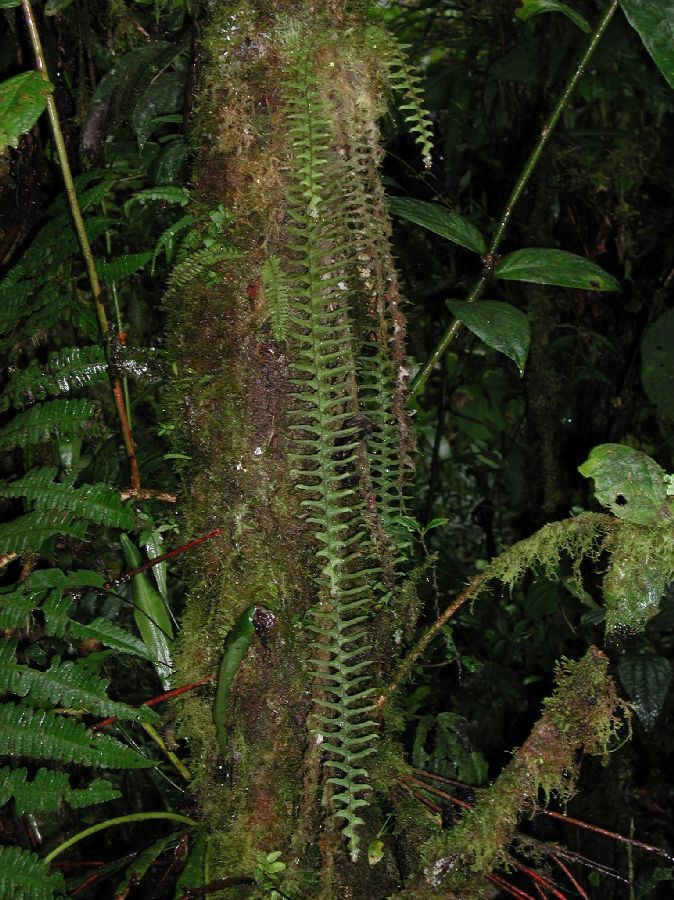 Grammitidaceae Terpsichore lanigera