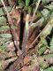 image of Amauropelta longicaulis