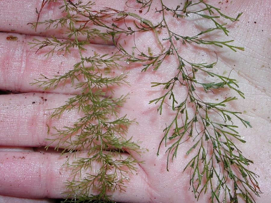 Hymenophyllaceae Polyphlebium angustum