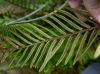 image of Lomariocycas aurata