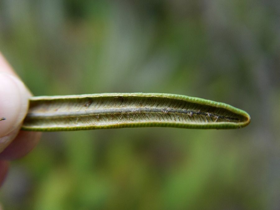 Blechnaceae Lomariocycas aurata