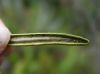 image of Lomariocycas aurata