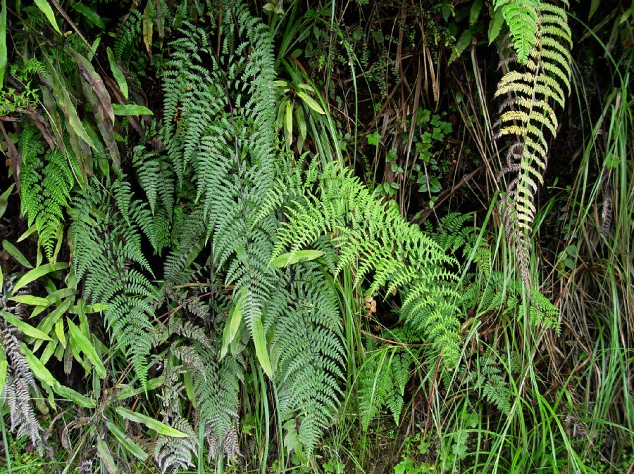 Pteridaceae Pityrogramma jamesonii