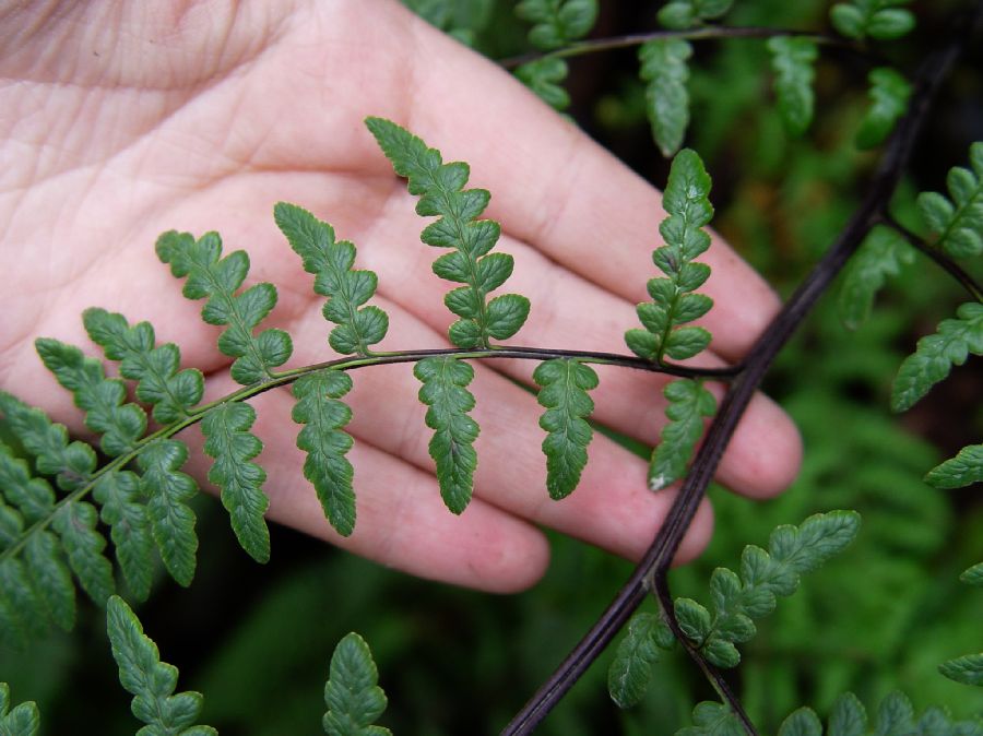 Pteridaceae Pityrogramma jamesonii