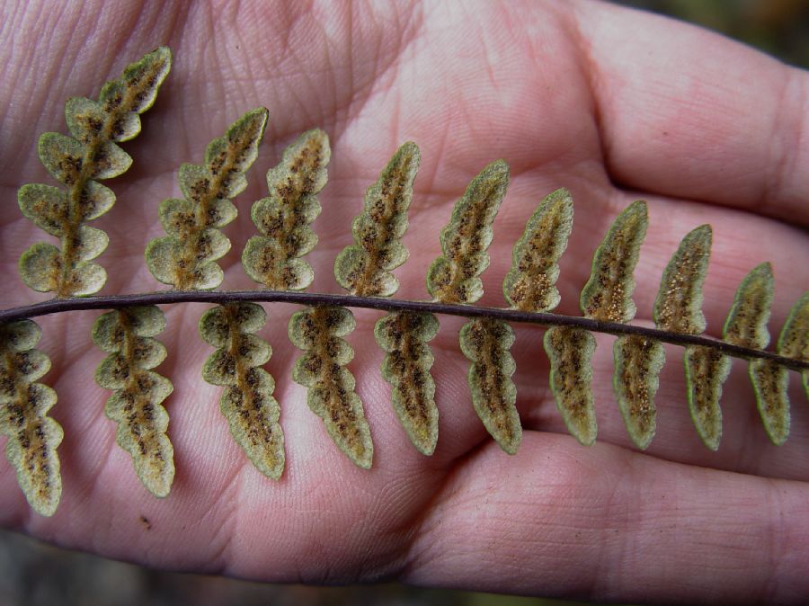 Pteridaceae Pityrogramma jamesonii