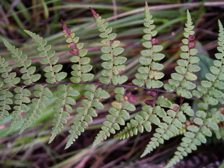 Pteridaceae Pityrogramma jamesonii