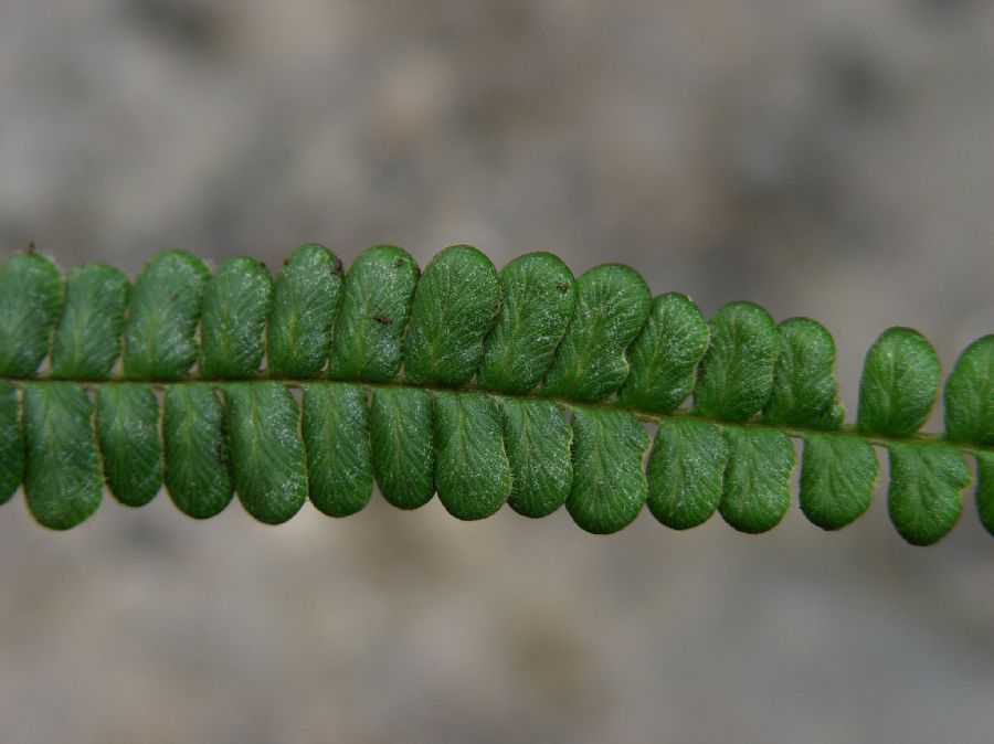 Pteridaceae Jamesonia verticalis