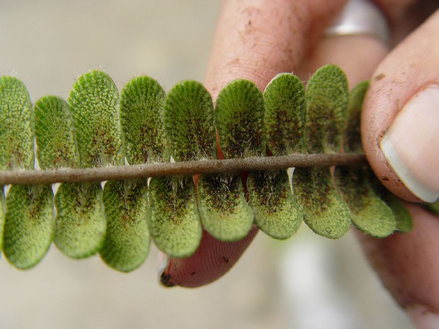 Pteridaceae Jamesonia verticalis