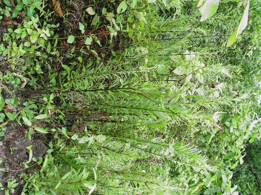 Pteridaceae Pityrogramma trifoliata