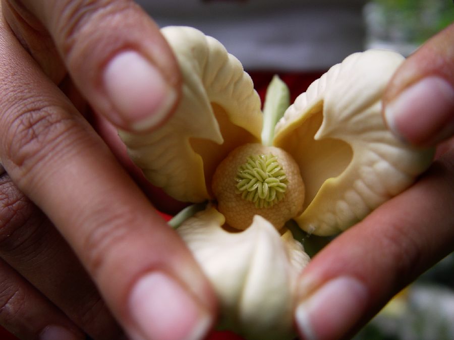 Annonaceae Cymbopetalum 