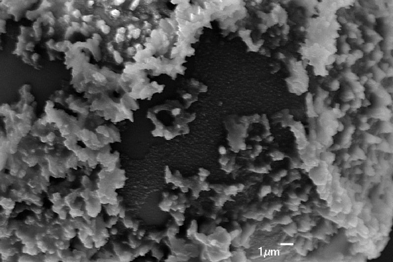  Arthrobotrya wilkesiana