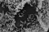 image of Arthrobotrya wilkesiana