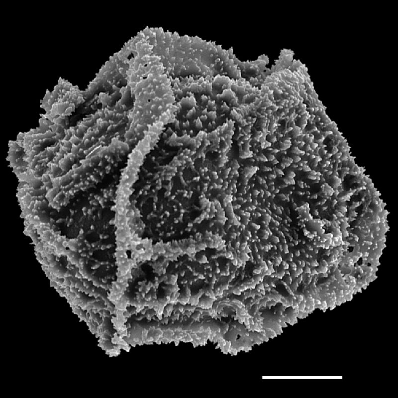  Arthrobotrya wilkesiana