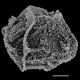image of Arthrobotrya wilkesiana