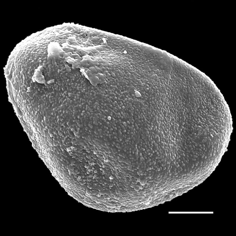 Dryopteridaceae Lomagramma lomarioides