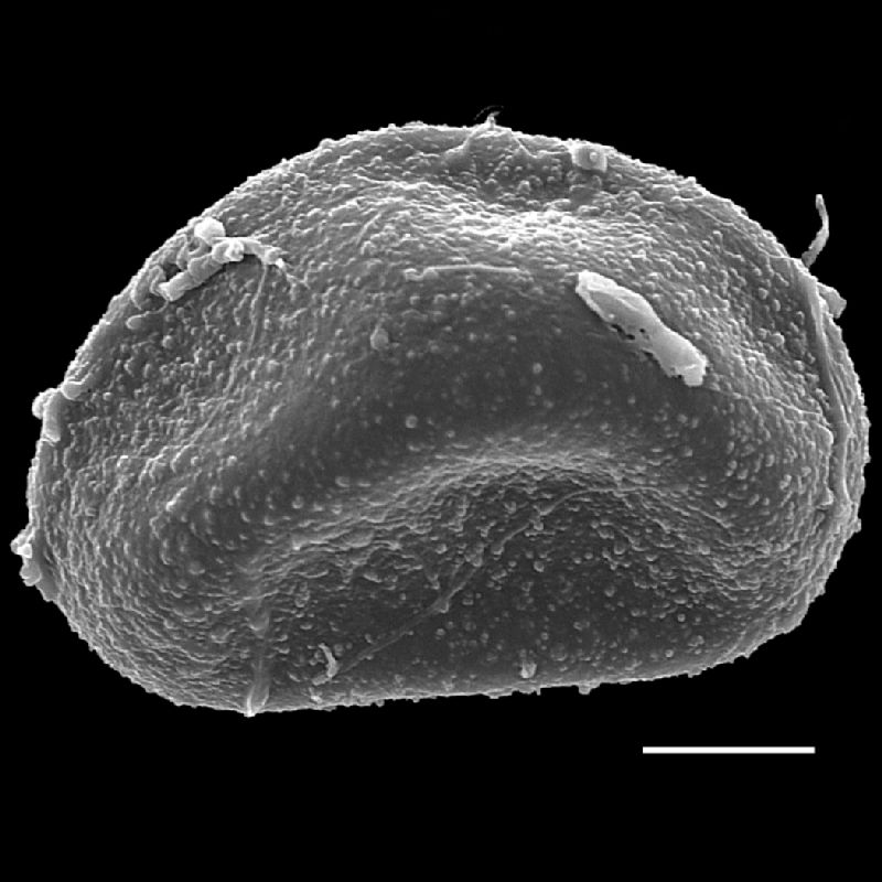 Dryopteridaceae Lomagramma sinuata