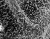 image of Arthrobotrya articulata