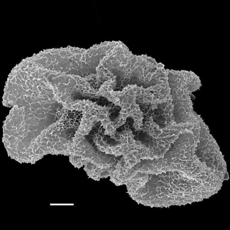 Lomariopsidaceae Teratophyllum ludens