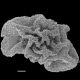 image of Teratophyllum ludens