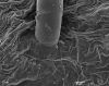 image of Micropolypodium okuboi
