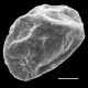 image of Blechnopsis orientalis
