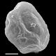 image of Blechnopsis orientalis