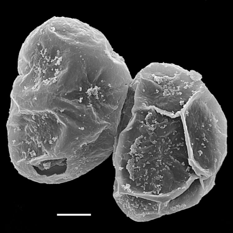 Blechnaceae Lomaridium angustifolium