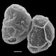 image of Lomaridium angustifolium