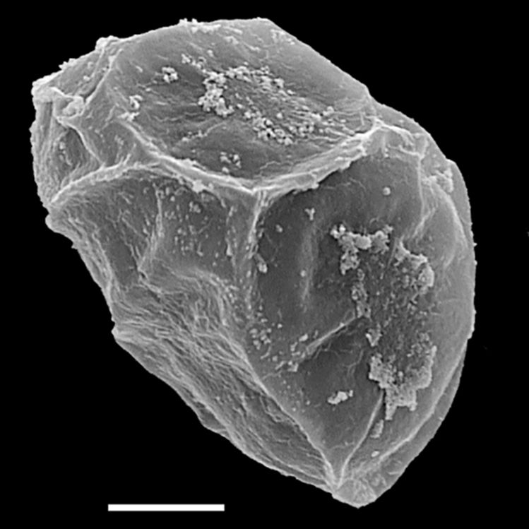 Blechnaceae Lomaridium angustifolium