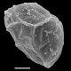 image of Lomaridium angustifolium