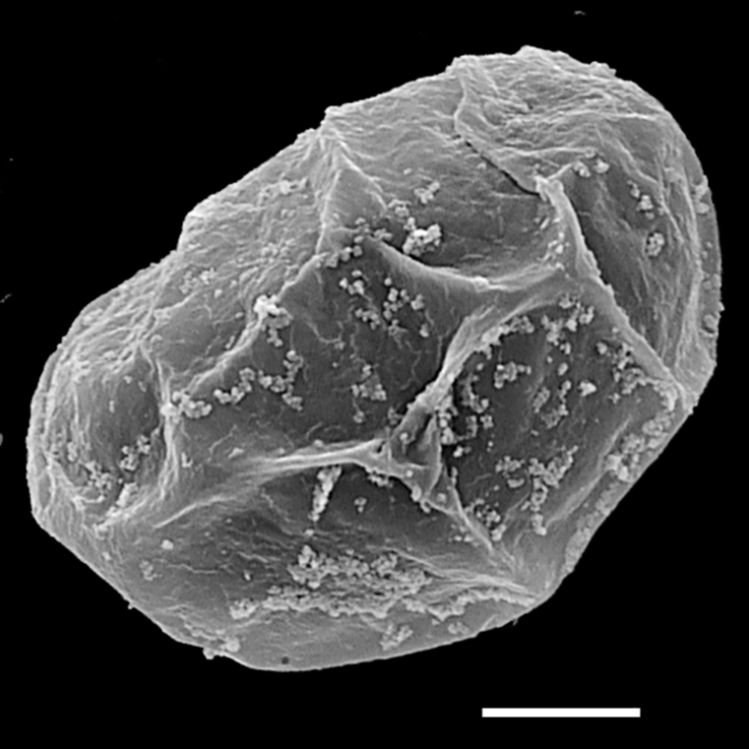 Blechnaceae Lomaridium angustifolium