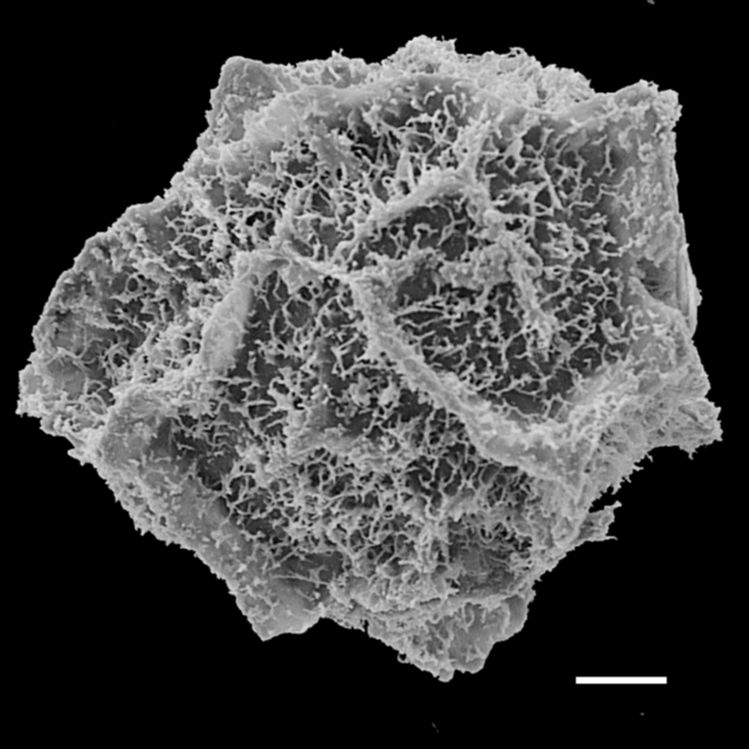 Blechnaceae Parablechnum cordatum