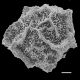 image of Parablechnum cordatum