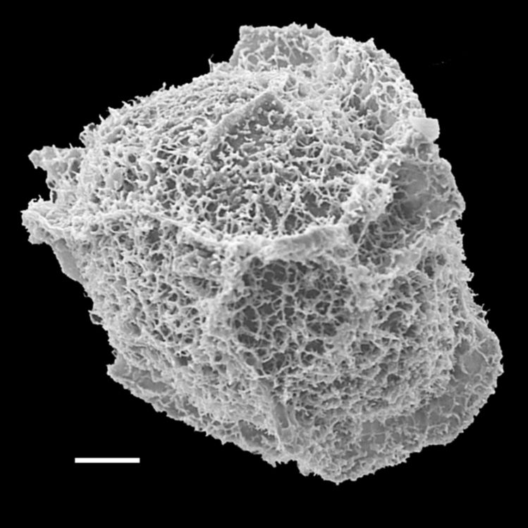 Blechnaceae Parablechnum cordatum