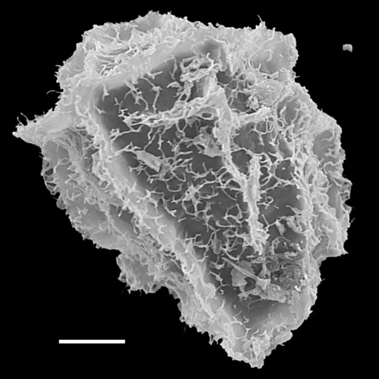 Blechnaceae Parablechnum lechleri