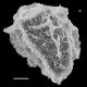 image of Parablechnum lechleri
