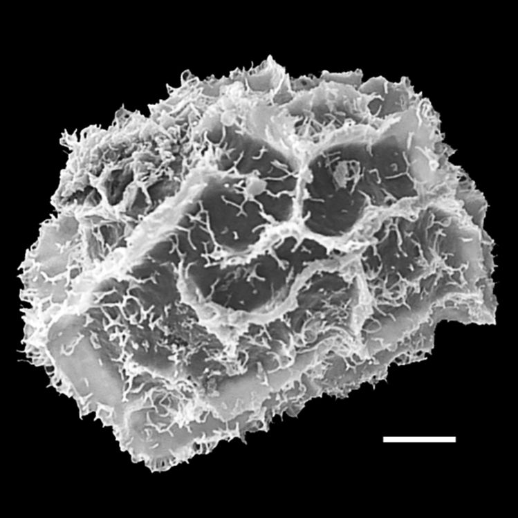 Blechnaceae Parablechnum lechleri