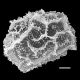 image of Parablechnum lechleri