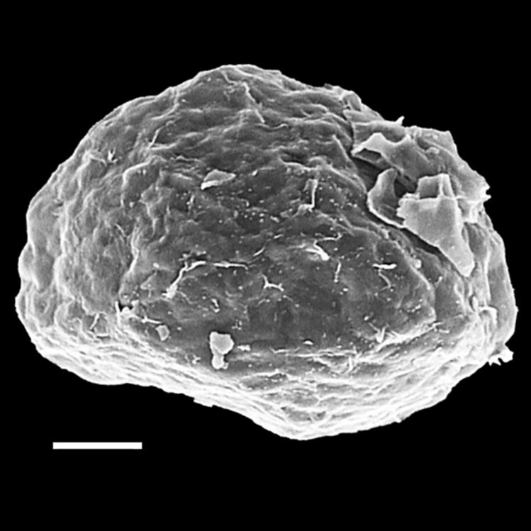 Blechnaceae Struthiopteris spicant