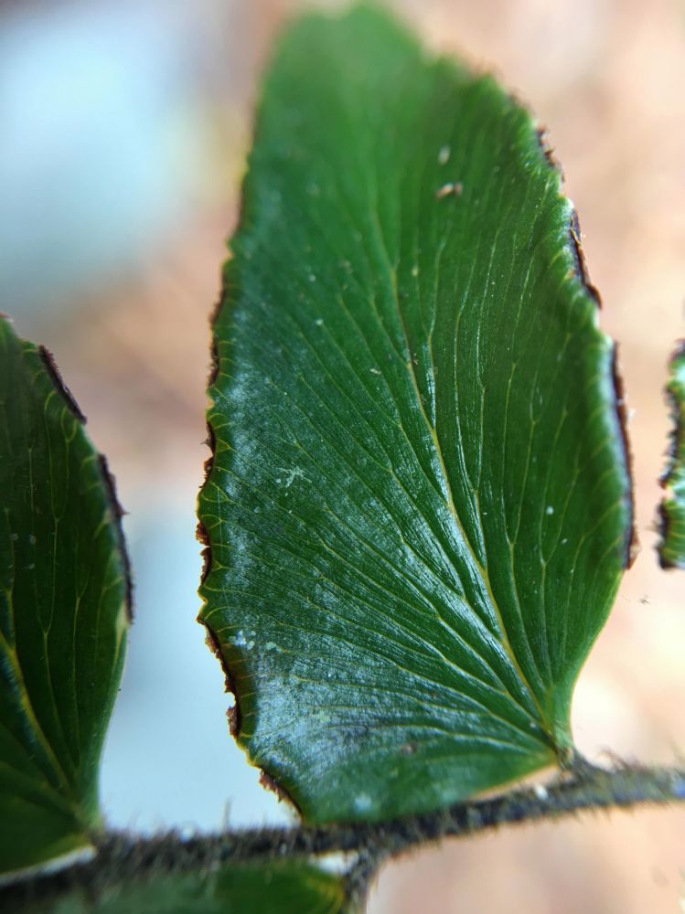 Pteridaceae Adiantum obliquum