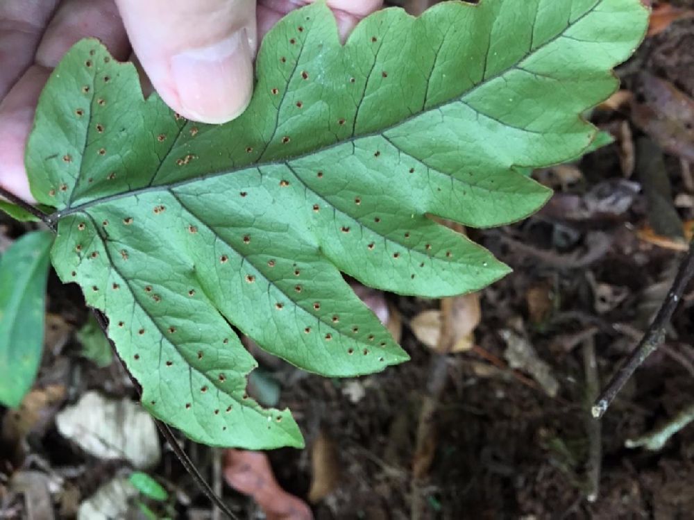 Tectariaceae Tectaria incisa