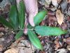 image of Goniopteris mollis