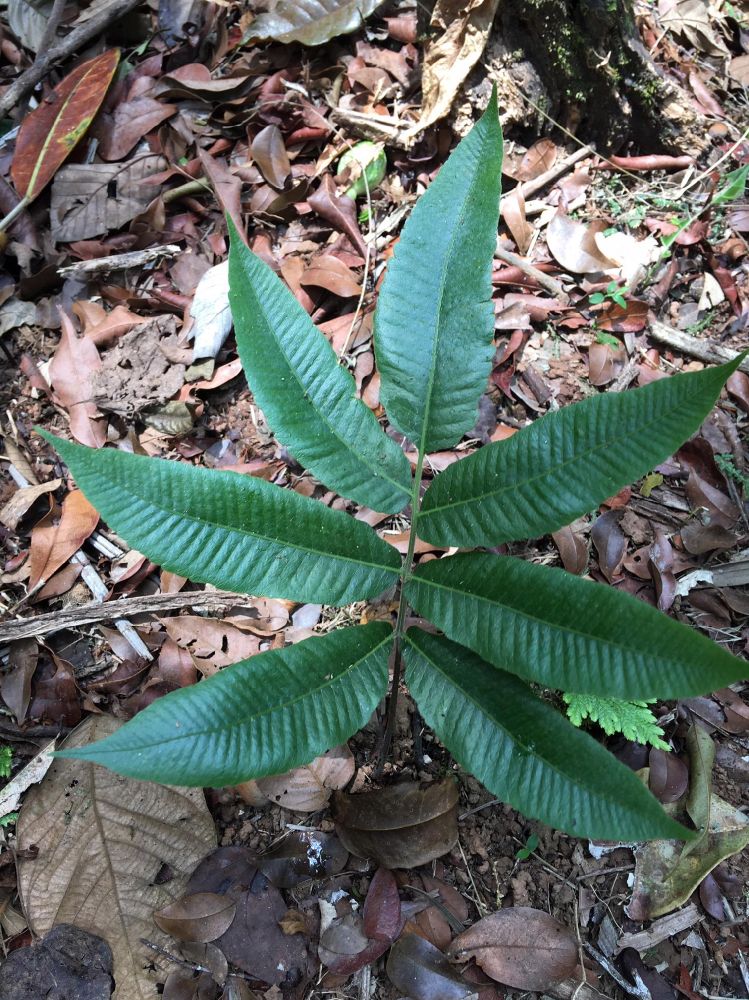 Thelypteridaceae Goniopteris mollis