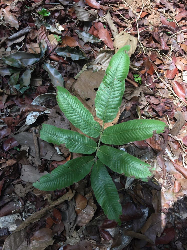 Thelypteridaceae Goniopteris mollis